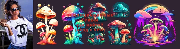 прущие грибы Новозыбков